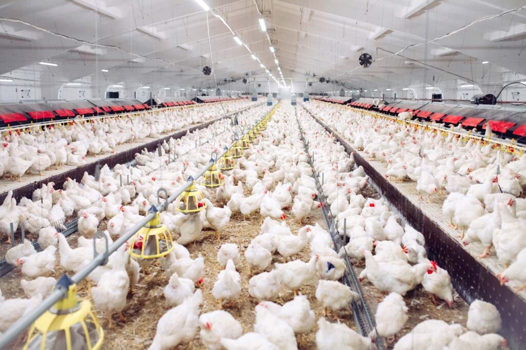 Indoor poultry farm with hundreds of white chickens lined up along feeding troughs under bright ceiling lights in a large barn.
