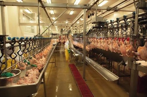 Industrial poultry processing line with chickens hanging on a conveyor in a bright slaughterhouse.
